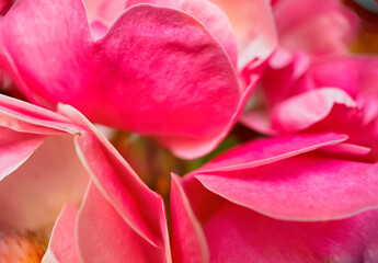 Fototapeta na wymiar Closeup of pink rose flower petals. Natural soft background for your designs