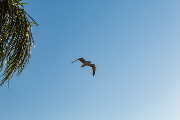 bird in flight