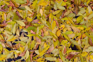 Yellow fallen autumn leaves on surface. Top view.