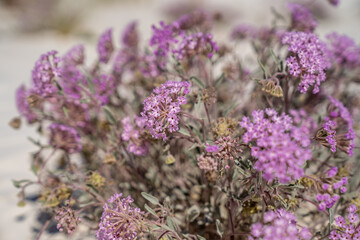 Desert Sand Verbena wildflowers in selective focus at White Sands National Park New Mexico