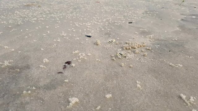 Two male fiddler crabs displaying large claws in the mangrove sand. Animal behavior and competition between males of the Uca species.