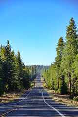 木の陰がかかるカリフォルニアの森の中の坂道