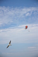Fototapeta na wymiar hot air balloon flight against the blue sky flying seagull