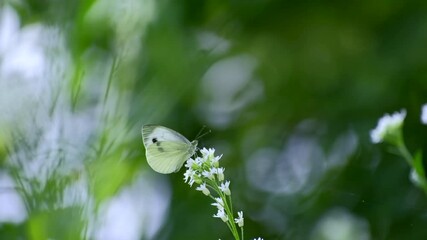 White cabbage butterfly (Pieris brassicae) eating on a beautiful  flower. Wildlife in Europe on a sunny summer afternoon. Nature