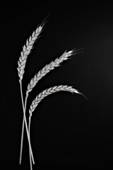 wheat ears close-up black and white background composition abstraction contrast monochrome
