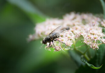 fly on a flower