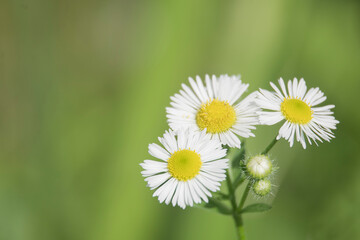 background of chamomile flowers