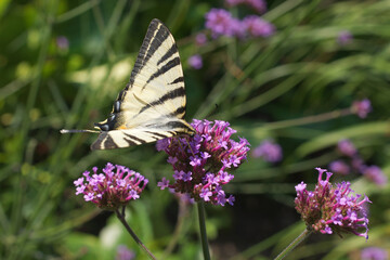 Papilio rutulus, the western tiger swallowtail. Swallowtail butterfly of the Papilionidae family. Butterfly feasting on a purple blossom of milkweeds.