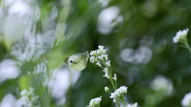 White cabbage butterfly (Pieris brassicae) eating on a beautiful  flower. Wildlife in Europe on a sunny summer afternoon. Nature