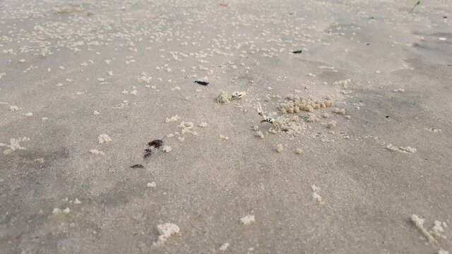 Two male fiddler crabs displaying large claws in the mangrove sand. Animal behavior and competition between males of the Uca species.