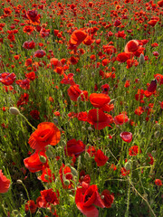 Obraz premium A lot of red poppies in the field