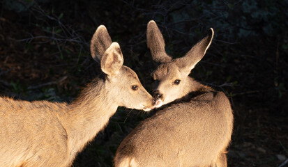 Two Mule Deer Fawns share an affectionate moment.
