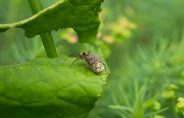 Selective focus shot of an insect on a green leaf