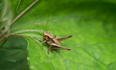 grasshopper on a leaf