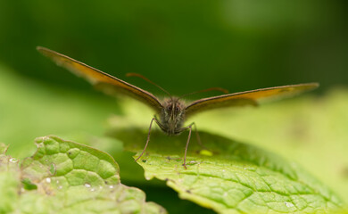 butterfly on a green leaf