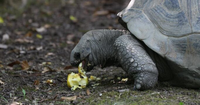 The Aldabra giant tortoise eating a yellow apple