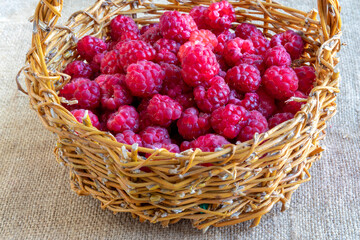 Ripe raspberries in wicker basket. On burlap. Topic: delicious and healthy food. Rustic style