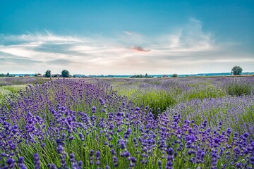 lavender fields against the sky