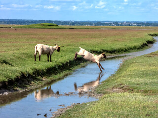 Brebis sautant au-dessus d'une petite rivière