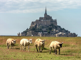 Brebis dans les prairies humides devant le Mont Saint Michel en Normandie