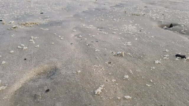 Two male fiddler crabs displaying large claws in the mangrove sand. Animal behavior and competition between males of the Uca species.