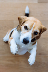 beagle indoors begging foor food topview with paws in the air.