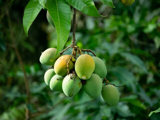 Tree with Unripe Green Mangoes Hanging Down