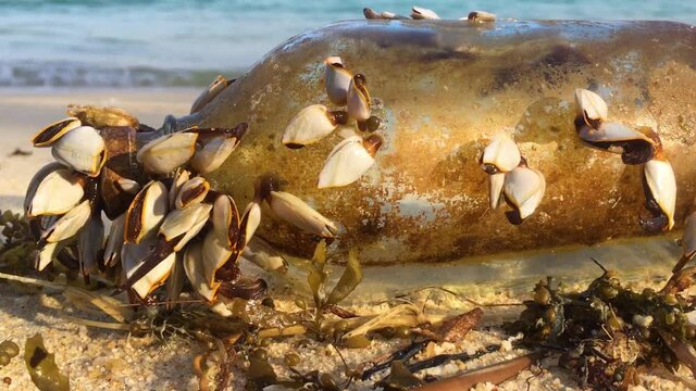 Strange unusual sea gift, old glass bottle with slime and moving crustaceans and seashells o the white said beach on sunny day