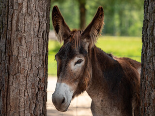 donkey hiding behind a tree