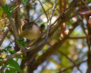 house wren, Troglodytes aedon, perched in a bush
