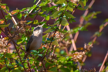 house wren, Troglodytes aedon, perched in a bush