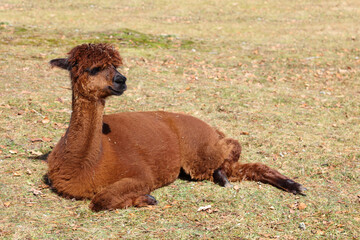 Alpaka / Alpaca / Vikugna pacos