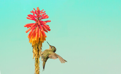 Little endemic chilean hummingbird from the north of the country