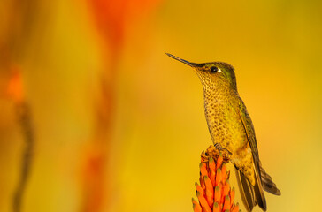 Little endemic chilean hummingbird from the north of the country