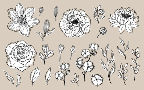 Hand drawn set of flowers and leaves. Peony, rose, lily, lotus, cotton elements. Floral summer vector collection. Decorative doodle illustration for greeting card, wedding invitation, fabric