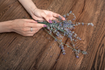 beautiful female hands hold sprigs of dry lavender