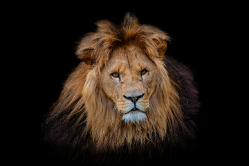 Portrait lion isolated on black background. Detail face lion. Hight quality portrait lion. Portrait from animal - obrazy, fototapety, plakaty
