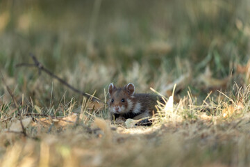 European hamster in the meadow. Hamster with full cheek. Wildlife in the Vienna cemetery.