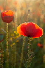 Obraz premium Red poppies in the field