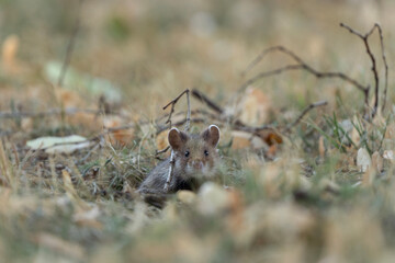 European hamster in the meadow. Hamster with full cheek. Wildlife in the Vienna cemetery.