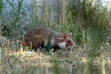 European hamster in the meadow. Hamster with full cheek. Wildlife in the Vienna cemetery.