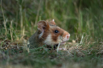 European hamster in the meadow. Hamster with full cheek. Wildlife in the Vienna cemetery.