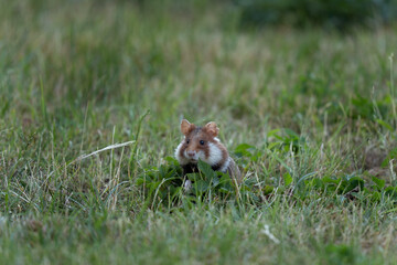 European hamster in the meadow. Hamster with full cheek. Wildlife in the Vienna cemetery.