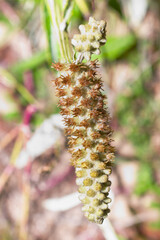 Blackroot - Pterocaulon pycnostachyum - found statewide in Florida in a variety of sunny upland habitats. Flower fruit macro close up high resolution detailed, selective focus