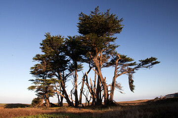 Obraz premium group of trees in a meadow