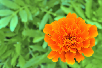 マリーゴールドの花