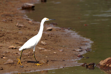 Snowy Egret (Egretta thula) walking on the edge of a lake in Conceição do Coité. Bahia, Brazil