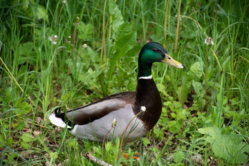 Male mallard (Anas platyrhynchos) in Germany, standing in green grass, looking at camera