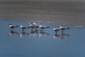 Royal Terns and Reflections on Wet Sand