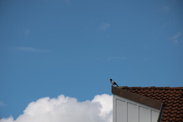Magpie (Pica pica) perched on the edge of a rooftop on a sunny summer day with a blue sky